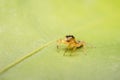 Jumping spider predator nature