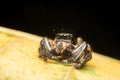 Jumping spider predator nature