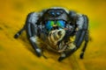 Jumping Spider prey Royalty Free Stock Photo