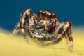 High magnification shot of jumping spider eating a fly