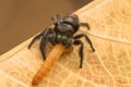Jumping spider with prey Royalty Free Stock Photo