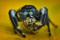 Jumping spider prey on the leaf