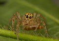 Jumping spider with prey