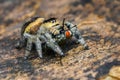 Jumping spider  prey on  wood , taken using macro  technique. Royalty Free Stock Photo