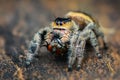 Jumping spider  prey on  wood , taken using macro  technique. Royalty Free Stock Photo