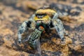 Jumping spider  prey on  wood , taken using macro  technique. Royalty Free Stock Photo