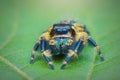 Jumping spider  prey on  wood , taken using macro  technique. Royalty Free Stock Photo