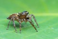 Jumping spider  on a leaf , taken using macro  technique. Royalty Free Stock Photo