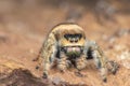 Jumping spider  on a leaf , taken using macro  technique. Royalty Free Stock Photo