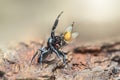 Jumping spider  on a leaf , taken using macro  technique. Royalty Free Stock Photo