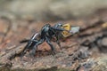 Jumping spider  on a leaf , taken using macro  technique. Royalty Free Stock Photo