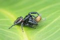 Jumping spider on leaf , taken using macro technique. Royalty Free Stock Photo