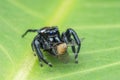 Jumping spider on leaf , taken using macro technique. Royalty Free Stock Photo