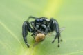 Jumping spider on leaf , taken using macro technique. Royalty Free Stock Photo