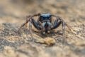 Jumping spider on wood , taken using macro technique. Royalty Free Stock Photo