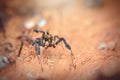 Jumping spider on wood , taken using macro technique. Royalty Free Stock Photo