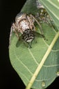 Jumping spider protecting the nest with puppies extreme closeup Royalty Free Stock Photo