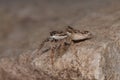 Jumping spider (Pseudicius encarpatus) Royalty Free Stock Photo
