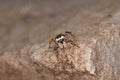 Jumping spider (Pseudicius encarpatus) Royalty Free Stock Photo