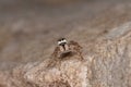 Jumping spider (Pseudicius encarpatus) Royalty Free Stock Photo