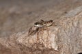 Jumping spider (Pseudicius encarpatus) Royalty Free Stock Photo