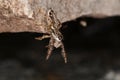 Jumping spider (Pseudicius encarpatus) Royalty Free Stock Photo