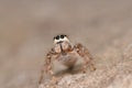 Jumping spider (Pseudicius encarpatus) Royalty Free Stock Photo
