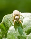 A jumping spider ready to pounce