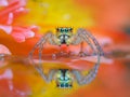 Jumping Spider Reflecting on Vibrant Surface. Generated AI Royalty Free Stock Photo