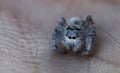 Jumping Spider restin on human hand Royalty Free Stock Photo