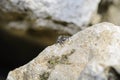 Jumping spider on a rock Royalty Free Stock Photo