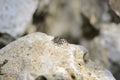 Jumping spider on a rock Royalty Free Stock Photo