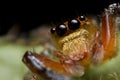 Jumping spider Salticidae Royalty Free Stock Photo