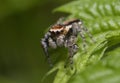 Jumping spider, Salticidae, sitting on a leaf in a forest Royalty Free Stock Photo