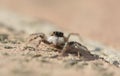 Jumping spider Salticidae species family