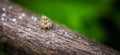 Jumping Spider Salticidae