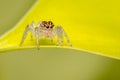 Jumping spider searching for food in the garden Royalty Free Stock Photo