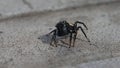 Jumping spider shaking its pedipalps