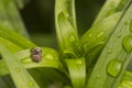 Jumping Spider and Rain Droplets on Green Leaf Royalty Free Stock Photo