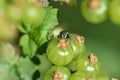 Jumping spider sits on unripe fresh green redcurrant in the garden. Growing organic berries closeup on a branch of currant bush Royalty Free Stock Photo