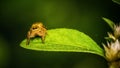 Jumping spider Sitticus fasciger on leaf extreme close up. Macro photo of jumper Spider on green leaf isolated green background Royalty Free Stock Photo