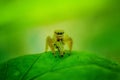 Jumping spider Sitticus fasciger on leaf extreme close up. Macro photo of jumper Spider on green leaf isolated green background Royalty Free Stock Photo