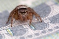 Jumping spider on five euros