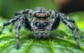 Jumping spider is sitting on green leaf looking at the camera. Royalty Free Stock Photo