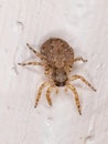 Jumping spider Royalty Free Stock Photo