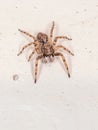 Jumping spider Royalty Free Stock Photo