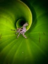 Jumping spider on the spiral green leaf leaf