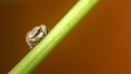 Jumping spider staring at the camera, Isolated spider resting on a stem against a bright orange background. Concept of the macro Royalty Free Stock Photo