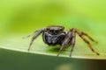 Jumping spider Royalty Free Stock Photo