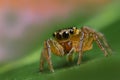 Jumping spider Royalty Free Stock Photo